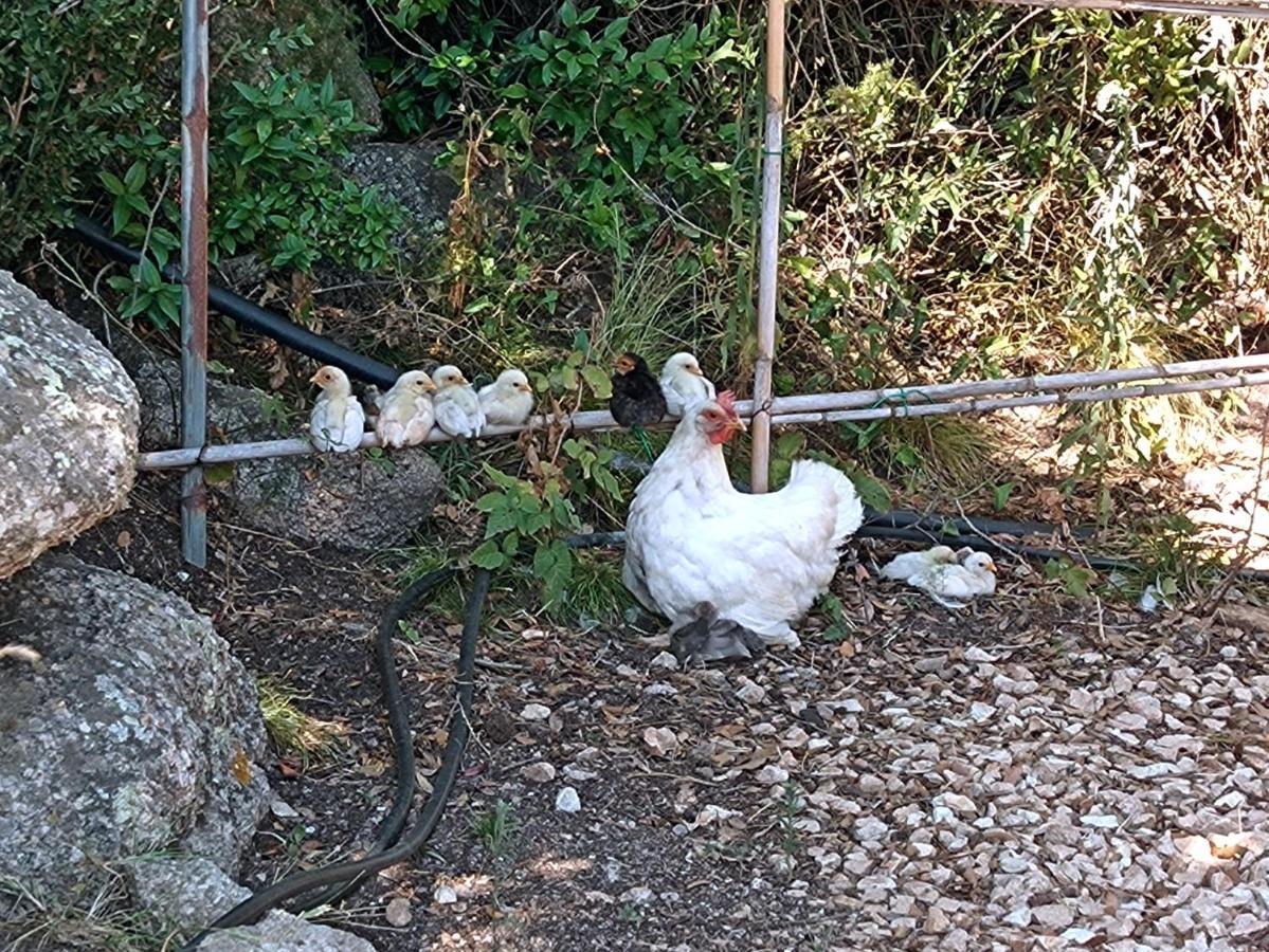 La Cera Farm Camping B&B 산타테레사의갈루라 외부 사진